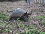 Giant Galapagos Land Turtle Walking
