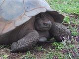Giant Galapagos Land Turtle Closeup