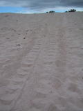 Sea Turtle Tracks