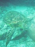 Sea Turtle Under Water