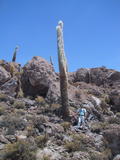 Uyuni Desert Cactus