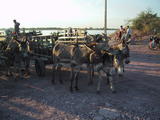 Donkeys and Cart