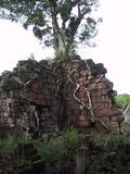 Tree on Wall of Jesuit Mission Ruins