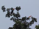 Toucans in Tree