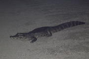 Caiman on Road