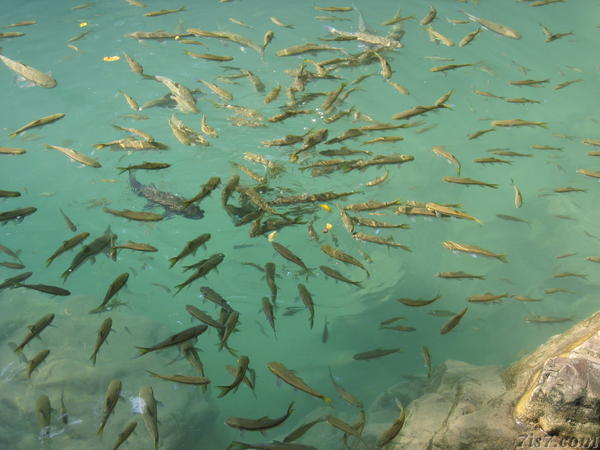 Erawan Fish