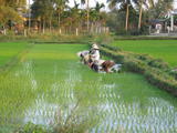 Rice Planters