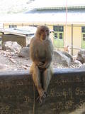 Old Popa Macaque