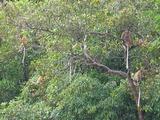 Proboscis Monkeys in Tree