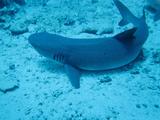 Sipadan Reef Shark