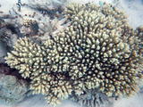 Fish Hiding in Coral