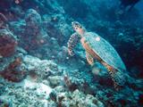 Maldives Turtle