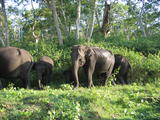 Elephants in Bandipur
