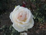 Flower in Ooty Rose Garden