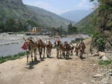 Donkeys Returning from the Mountains