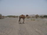 Lonesome Camel