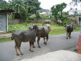 Water Buffaloes on Street in Pokhara