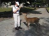 Nara deer nodding